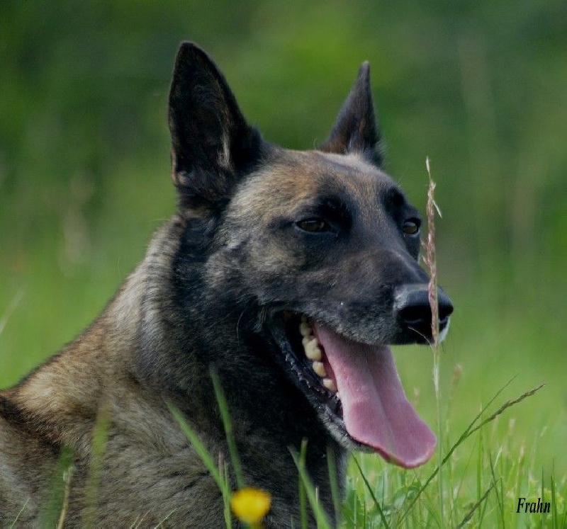 Frahn des Nuits de Reves