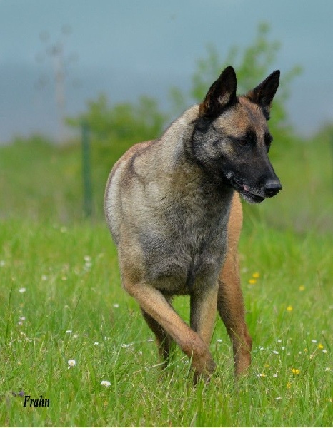 Frahn des Nuits de Reves