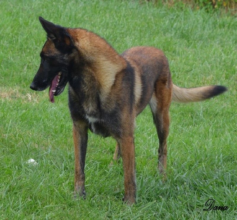 Dana des Nuits de Reves