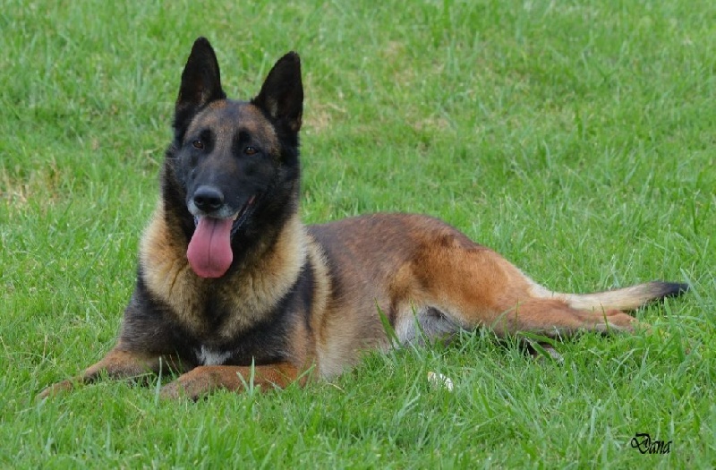 Dana des Nuits de Reves