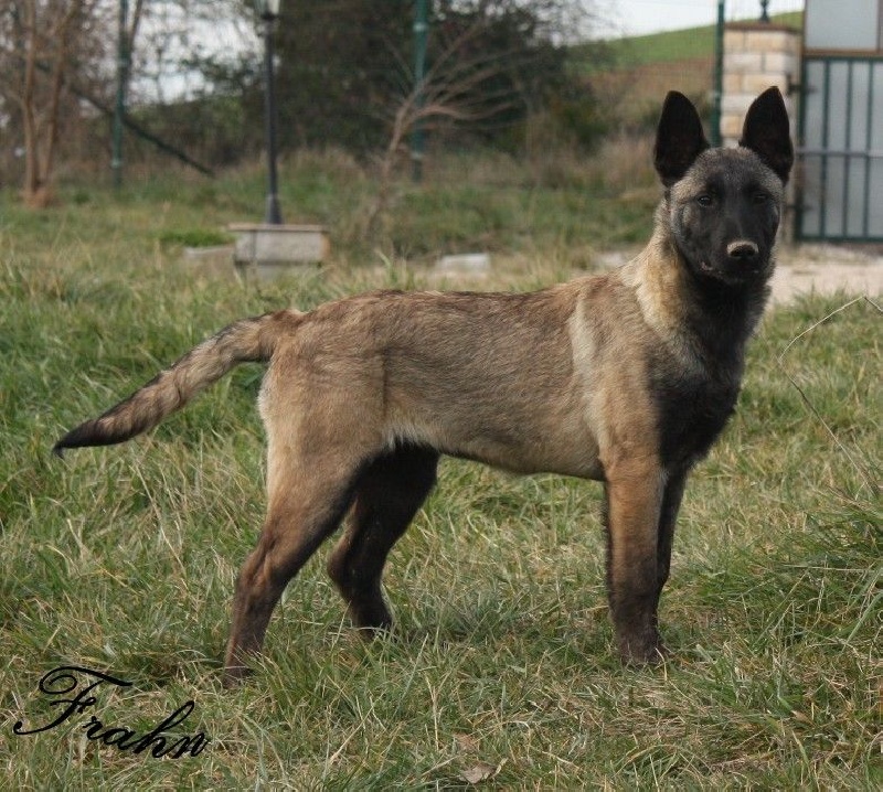 Frahn des Nuits de Reves