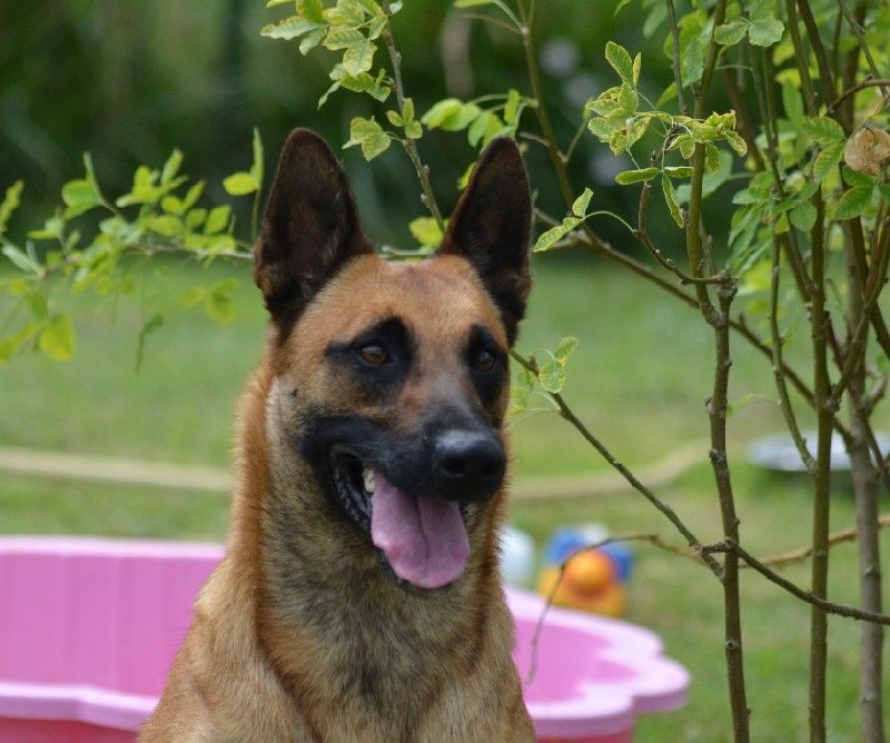 Hengie des Nuits de Reves