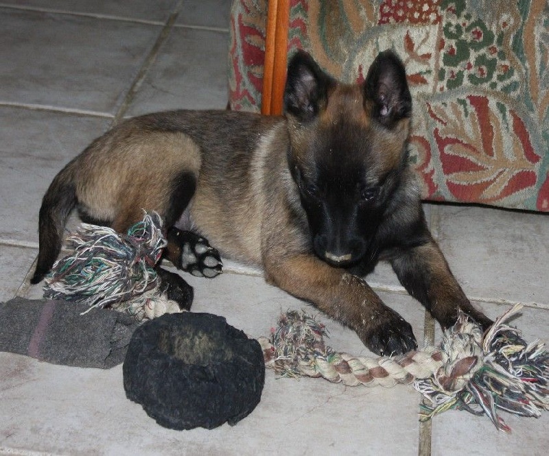 Frahn des Nuits de Reves