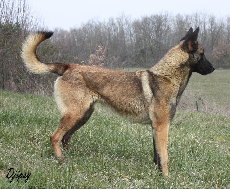 Djipsy des Nuits de Reves