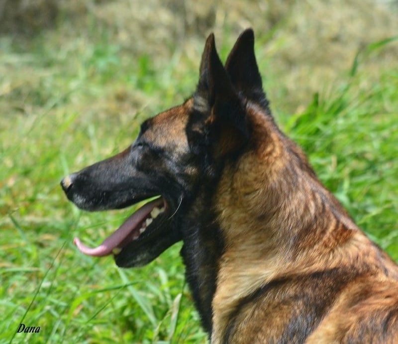 Dana des Nuits de Reves