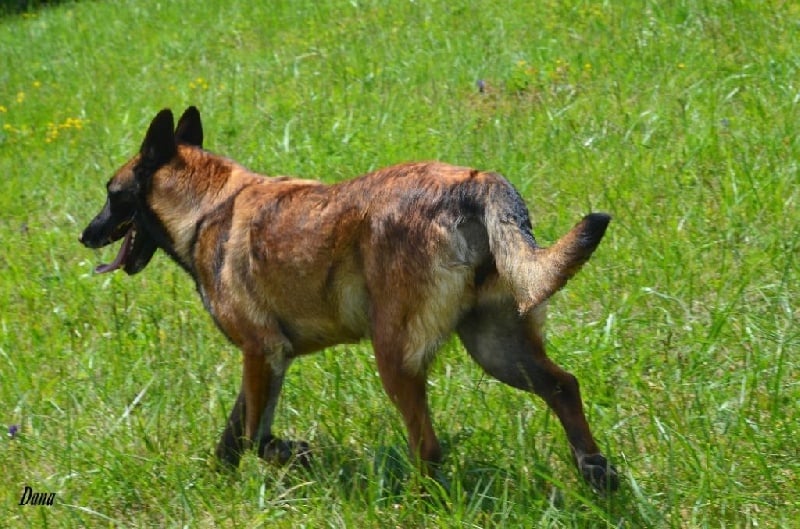 Dana des Nuits de Reves