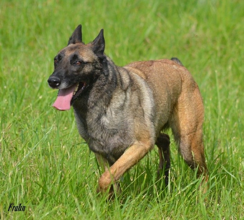 Frahn des Nuits de Reves