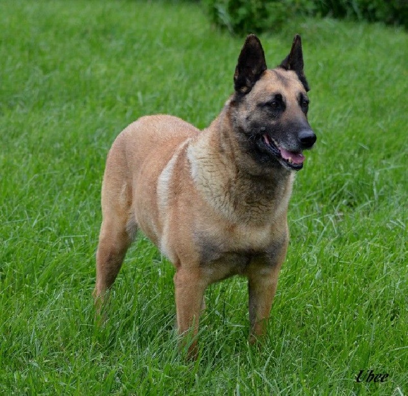 Ubee des Nuits de Reves