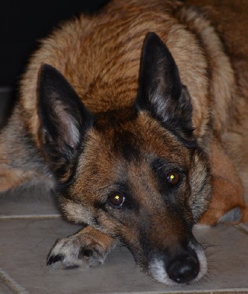 Tissia des Nuits de Reves