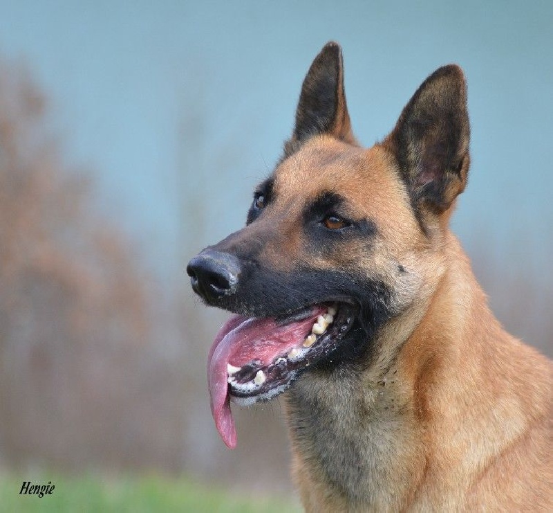 Hengie des Nuits de Reves