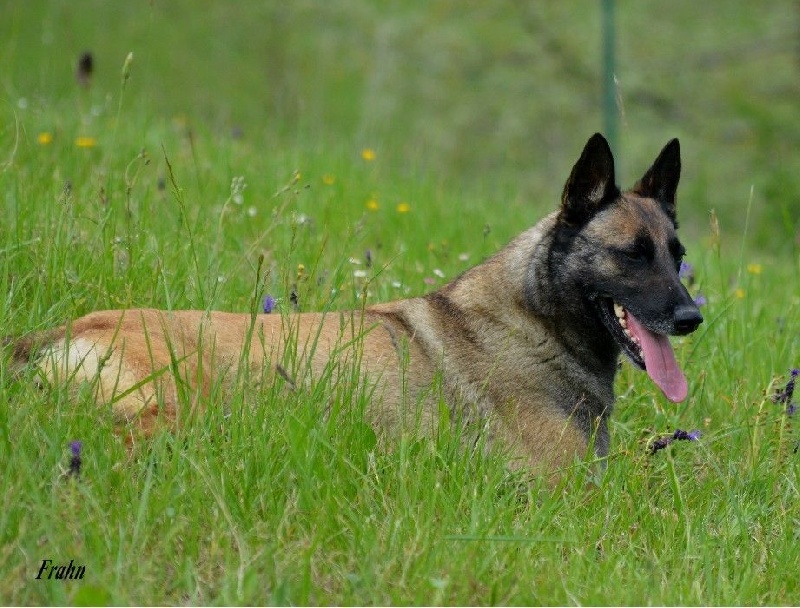 Frahn des Nuits de Reves