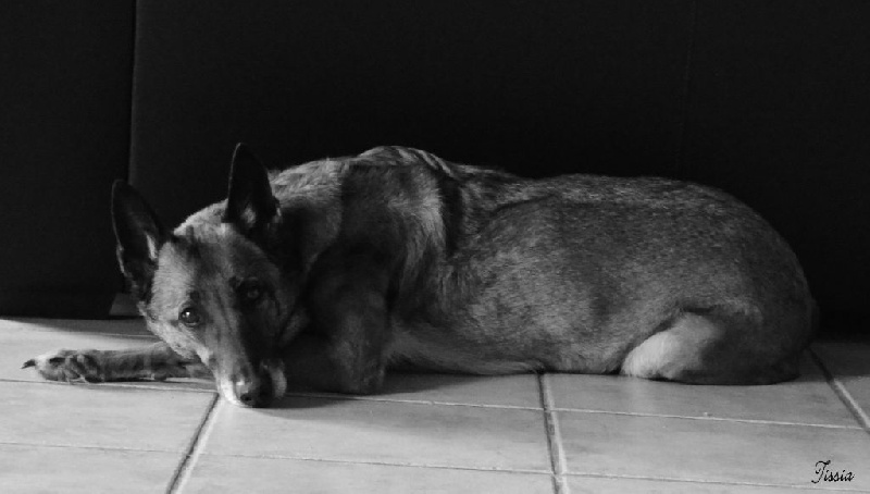 Tissia des Nuits de Reves