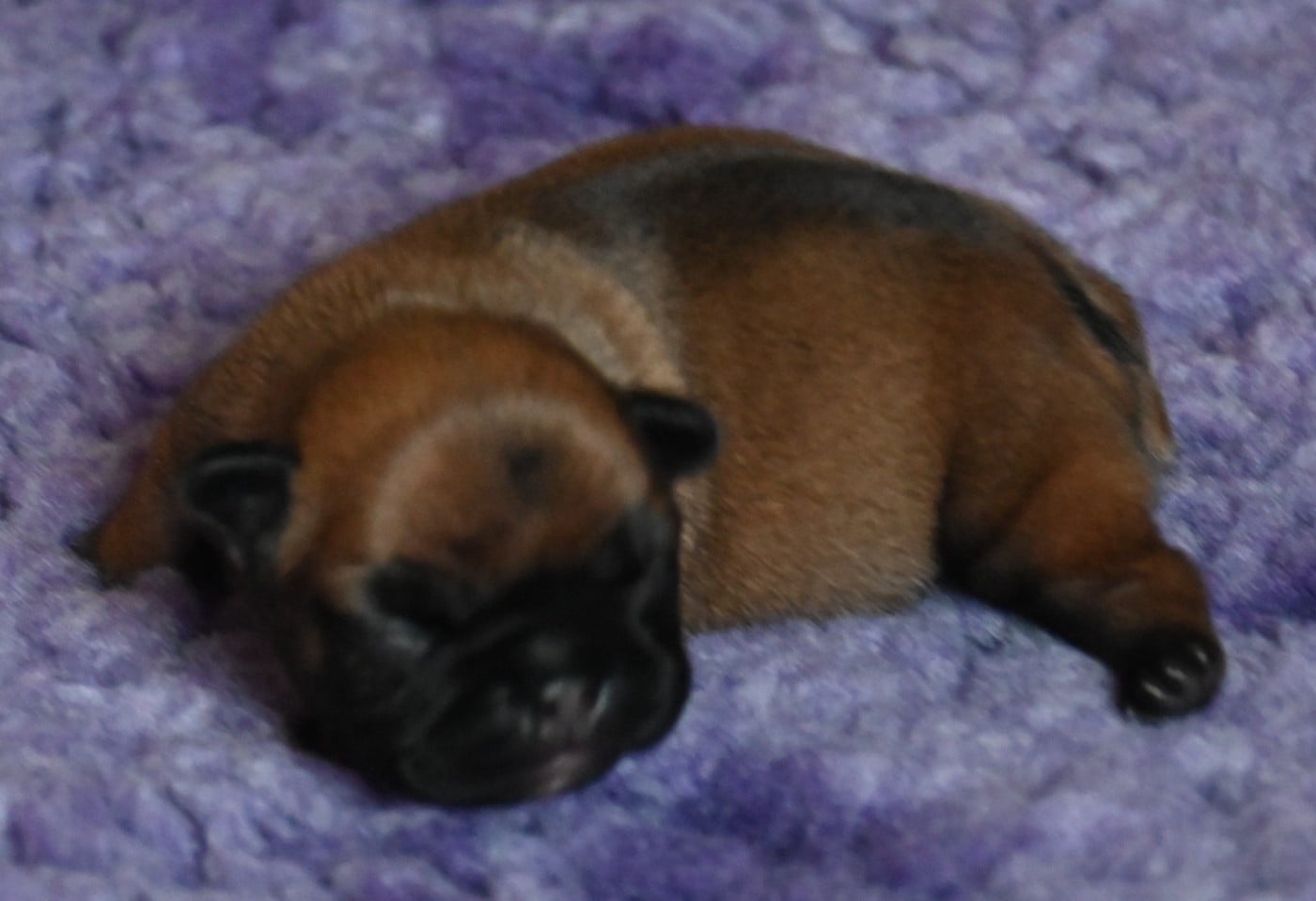 CHIOT 1 - Bouledogue français
