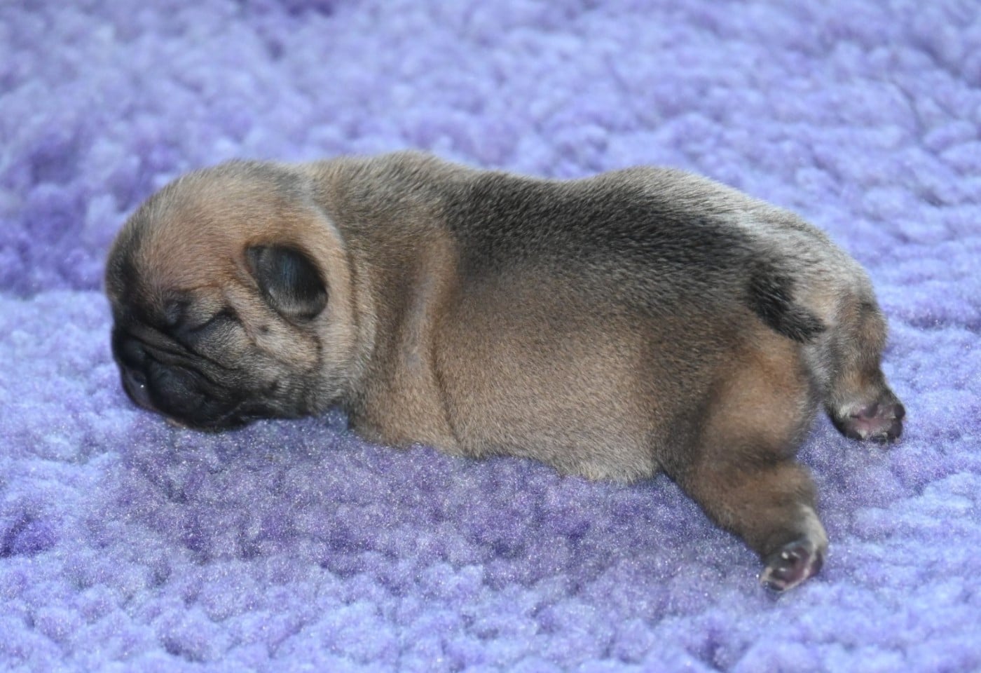 CHIOT 3 - Bouledogue français