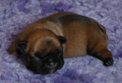 Bouledogue français