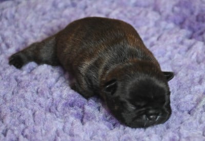 CHIOT 2 - Bouledogue français