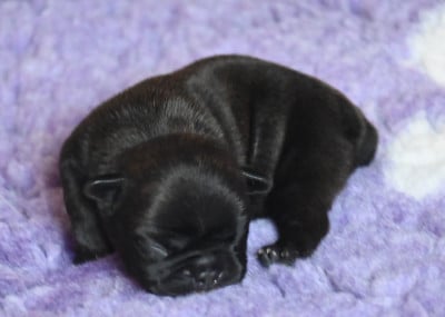CHIOT 6 - Bouledogue français