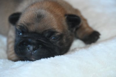 Les chiots de Bouledogue français