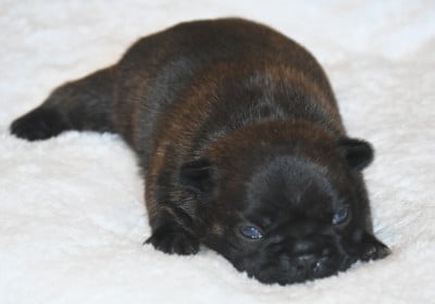 Les chiots de Bouledogue français