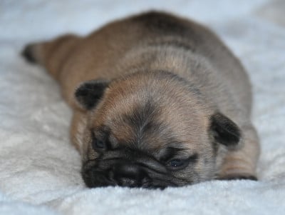 Les chiots de Bouledogue français