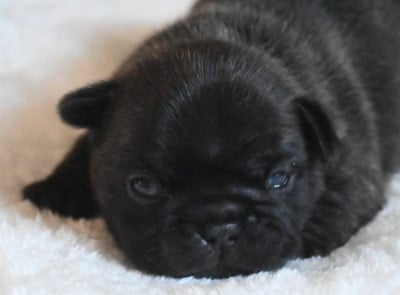 Les chiots de Bouledogue français