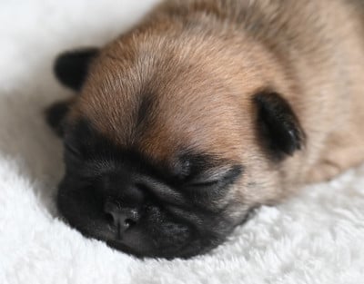 Les chiots de Bouledogue français