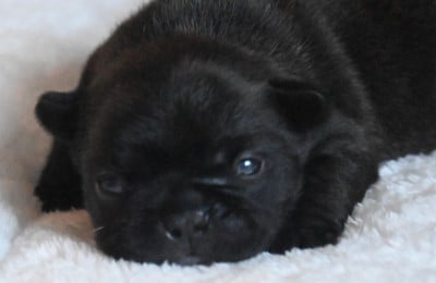 Les chiots de Bouledogue français
