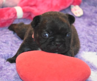 Les chiots de Bouledogue français