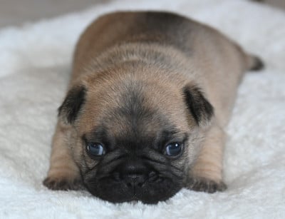 Les chiots de Bouledogue français