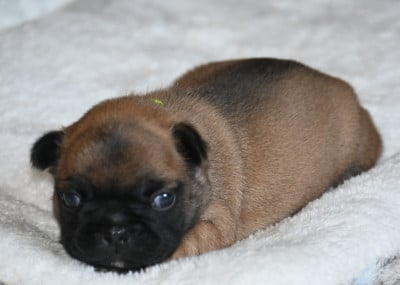 Les chiots de Bouledogue français