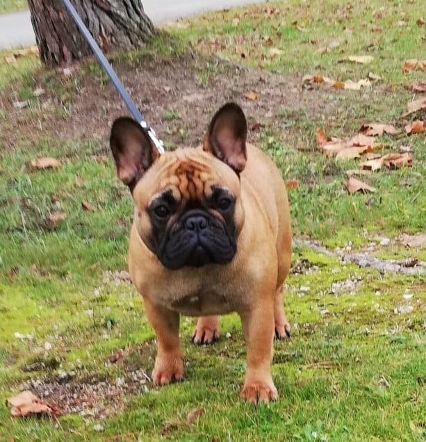 Romane des Nuits de Reves - Confirmée