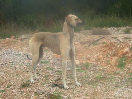 Usleg el kelaa D'Imi-N-Tanout