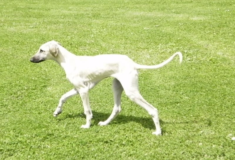 CH. Him foud al mansour D'Imi-N-Tanout - Très Prometteur