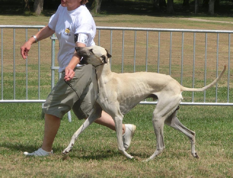 CH. Him foud al mansour D'Imi-N-Tanout - 2ème EXC EXC RCACS