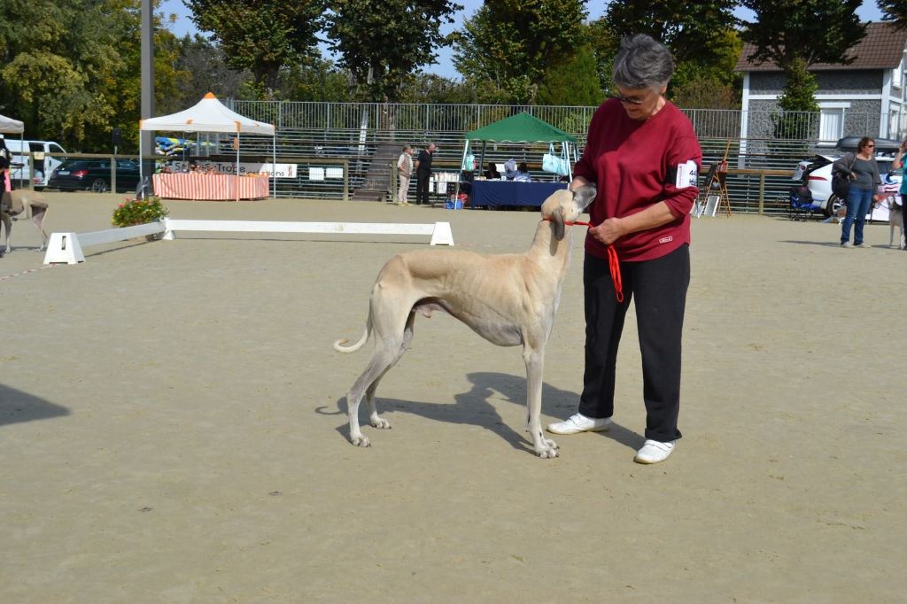 CH. Him foud al mansour D'Imi-N-Tanout - 1er EXC Best CHAMPION