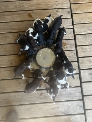 Chiot N°8 - Braque allemand à poil court