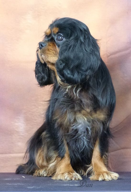 Publication : De la geode Auteur : Dan