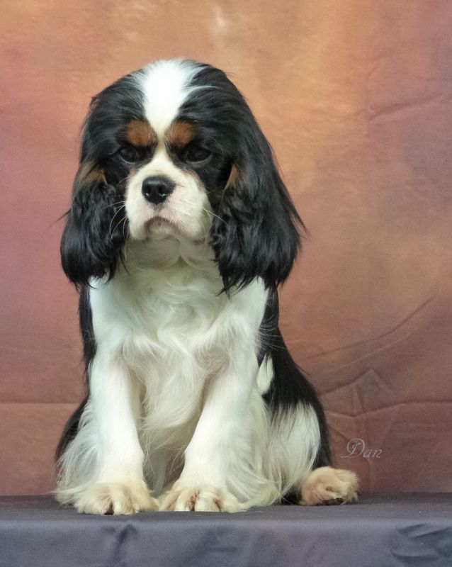 Publication : De la geode Auteur : Dan