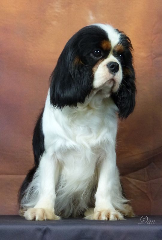 Publication : De la geode Auteur : Dan