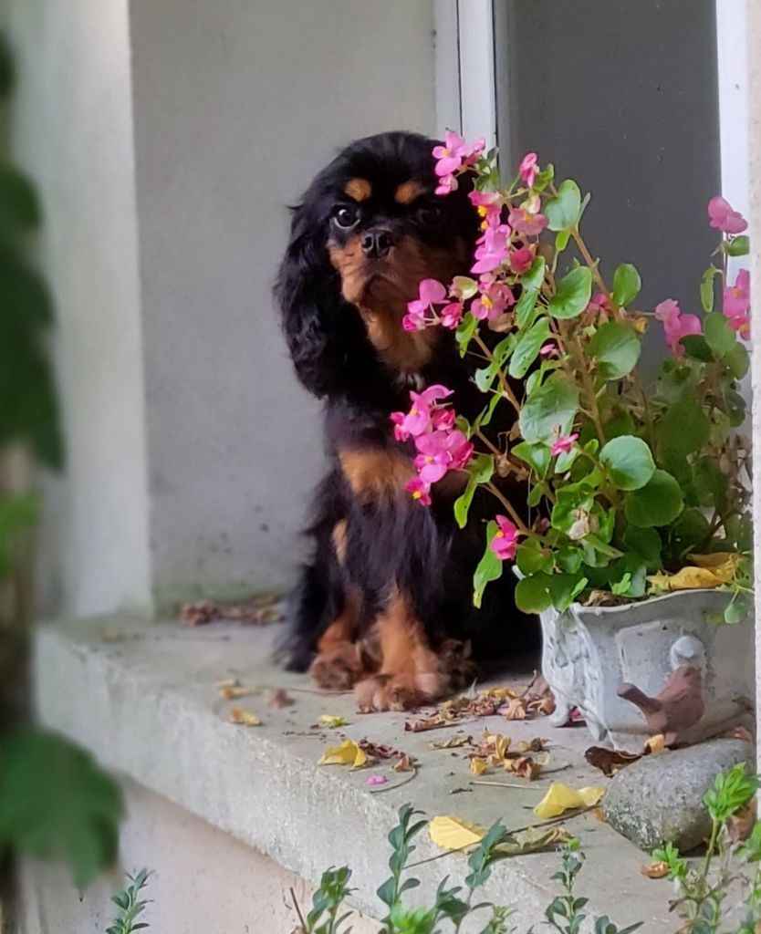 Publication : De la geode