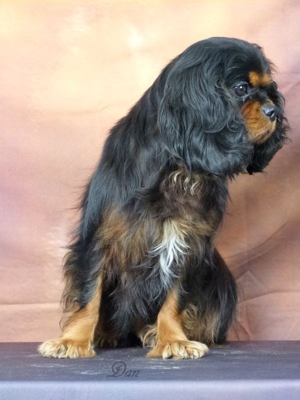 Publication : De la geode Auteur : Dan