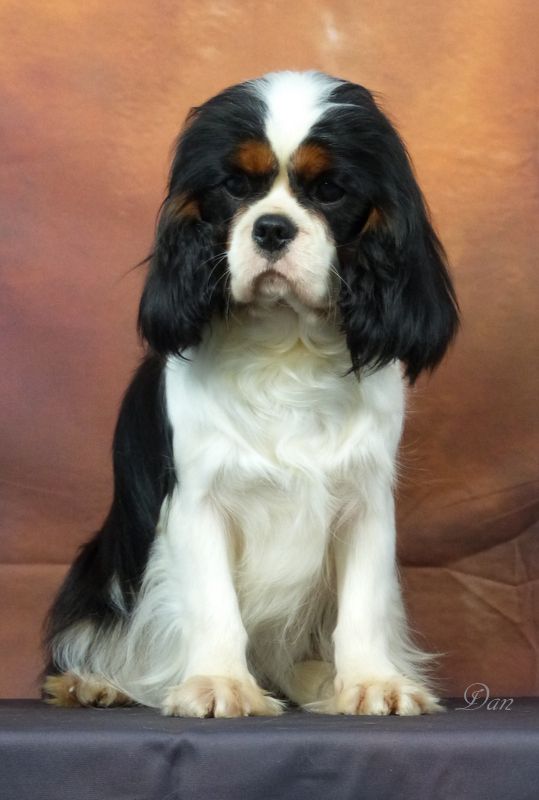 Publication : De la geode Auteur : Dan