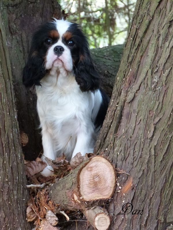 Publication : De la geode Auteur : Dan