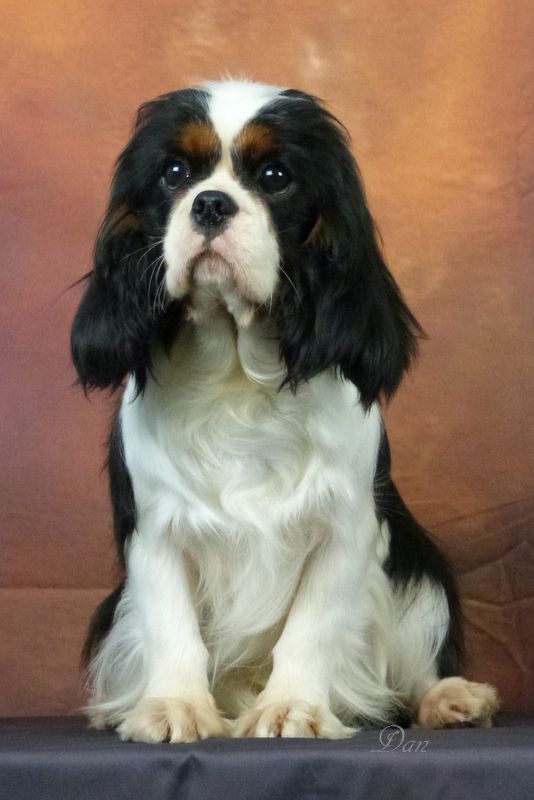 Publication : De la geode Auteur : Dan