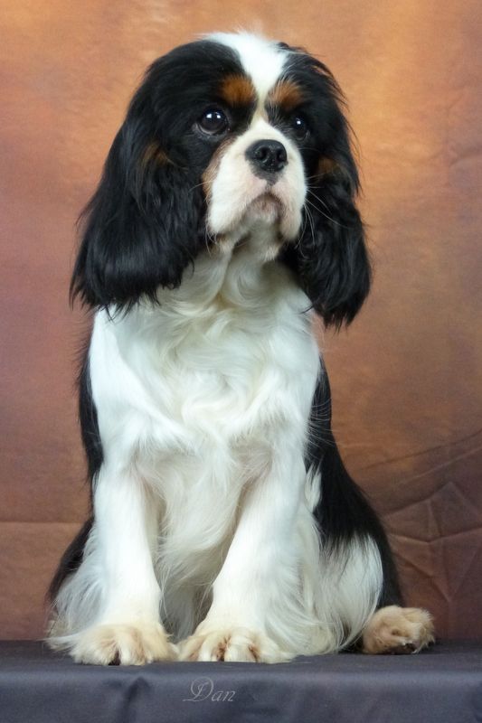 Publication : De la geode Auteur : Dan