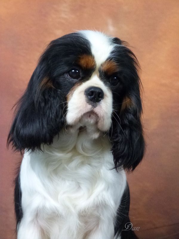 Publication : De la geode Auteur : Dan