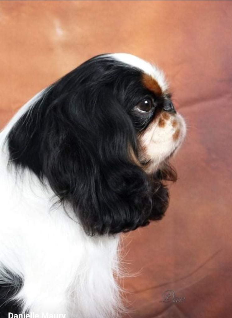 Ormouz De la geode - CACS meilleur de race