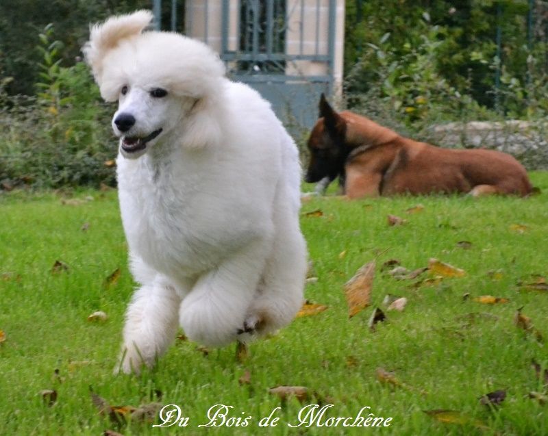 Publication : du bois de Morchène Auteur : Du Bois de Morchêne