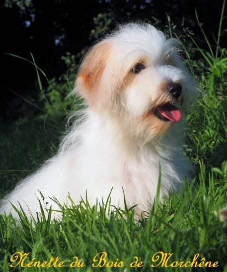 Nenette du bois de Morchène