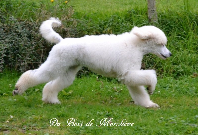 Publication : du bois de Morchène Auteur : Du Bois de Morchêne